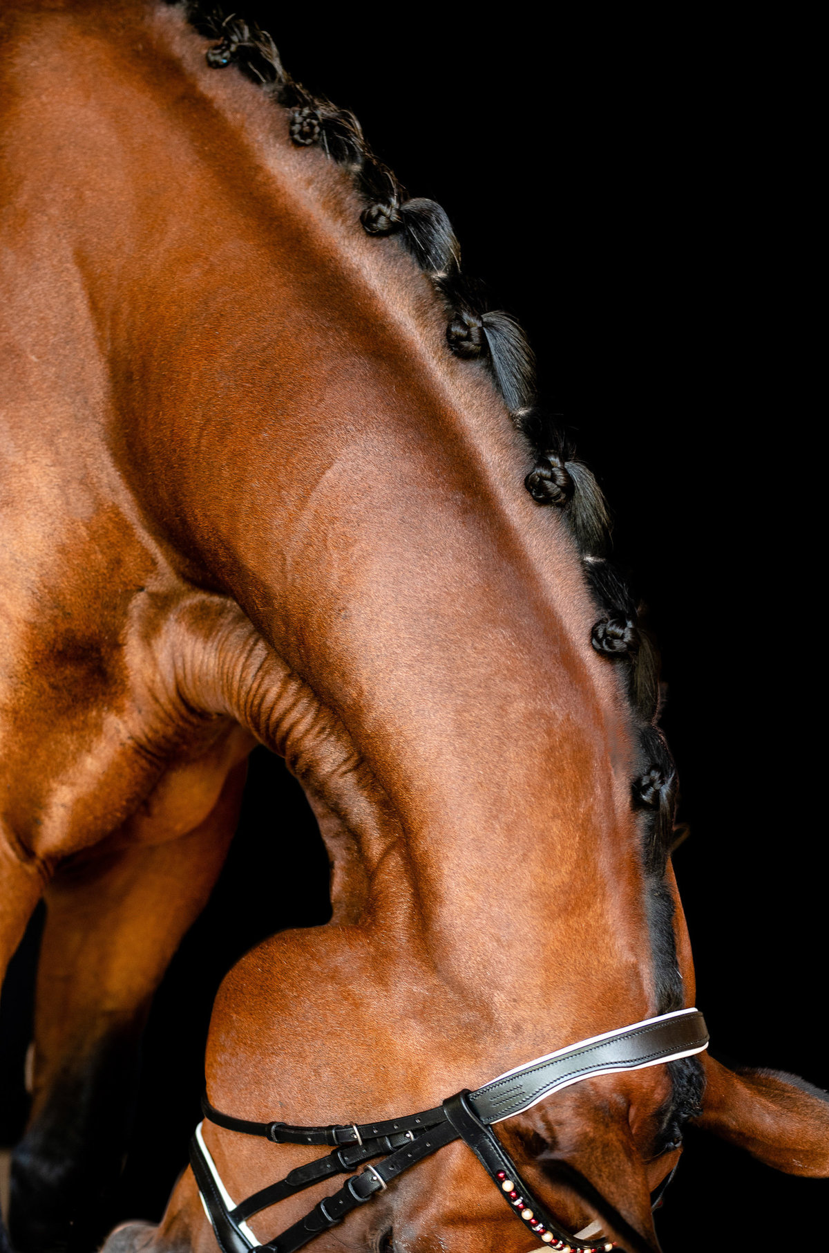 Equine photographer showing of horse braids