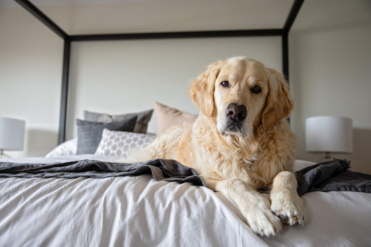 dog-sitting-on-bed-lifestyle-photography-rebecca-bonner-photography