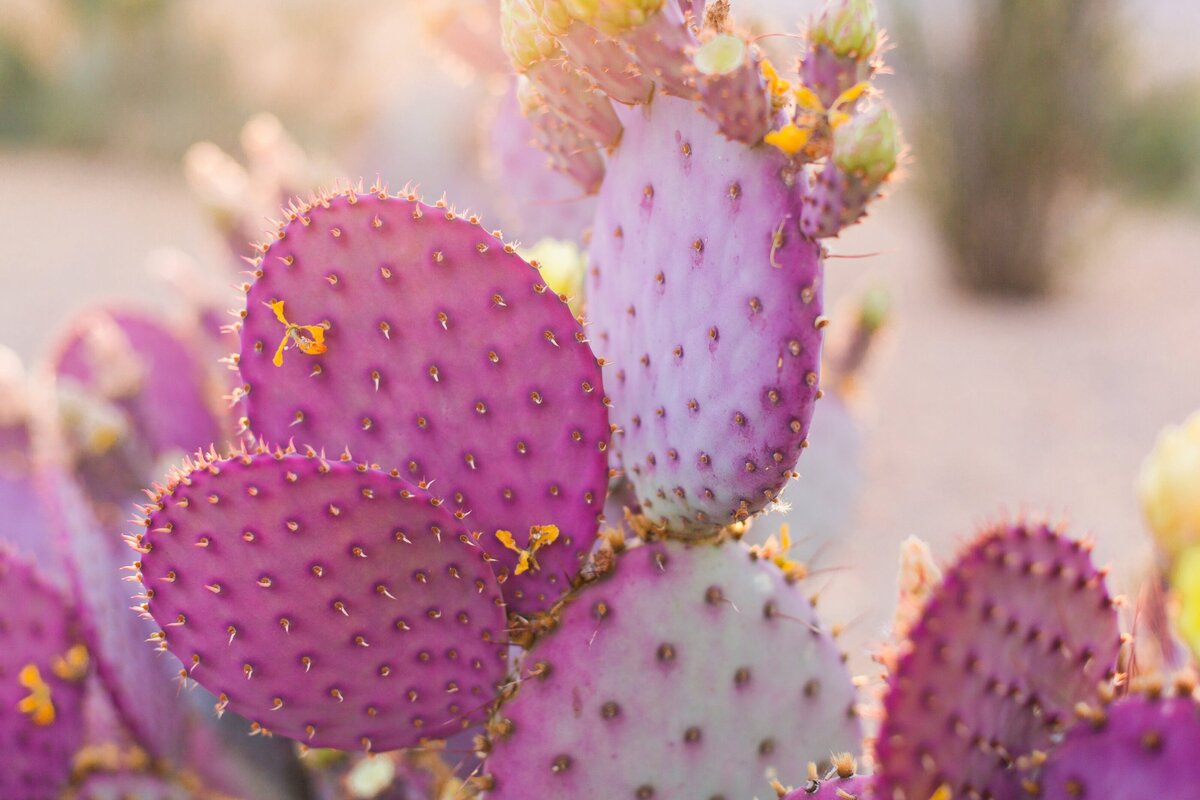 Cactus Photos - For Joanna-0042