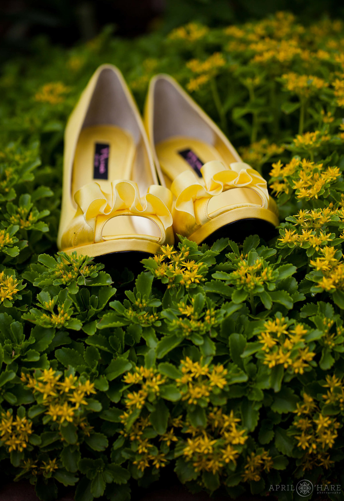 Colorado Wedding photographer detail photo of Sunshine yellow heels in the garden at Chatfield Farms Denver Botanic Gardens