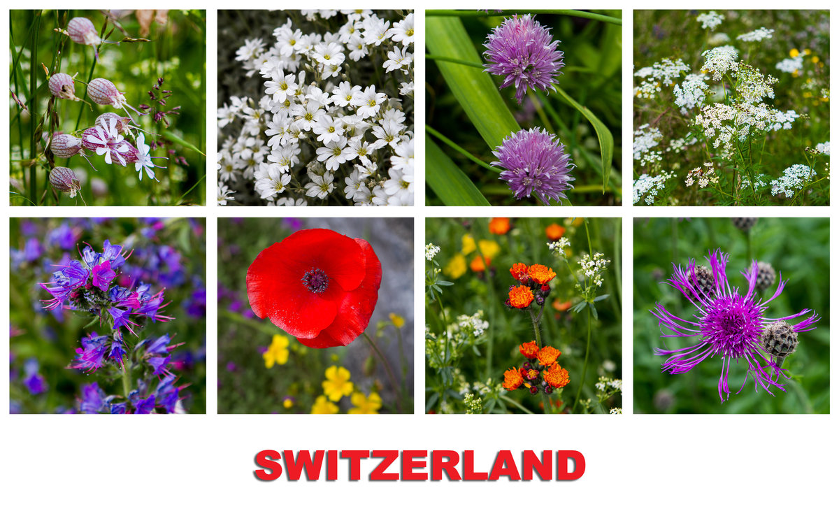 travel Swiss Flowers