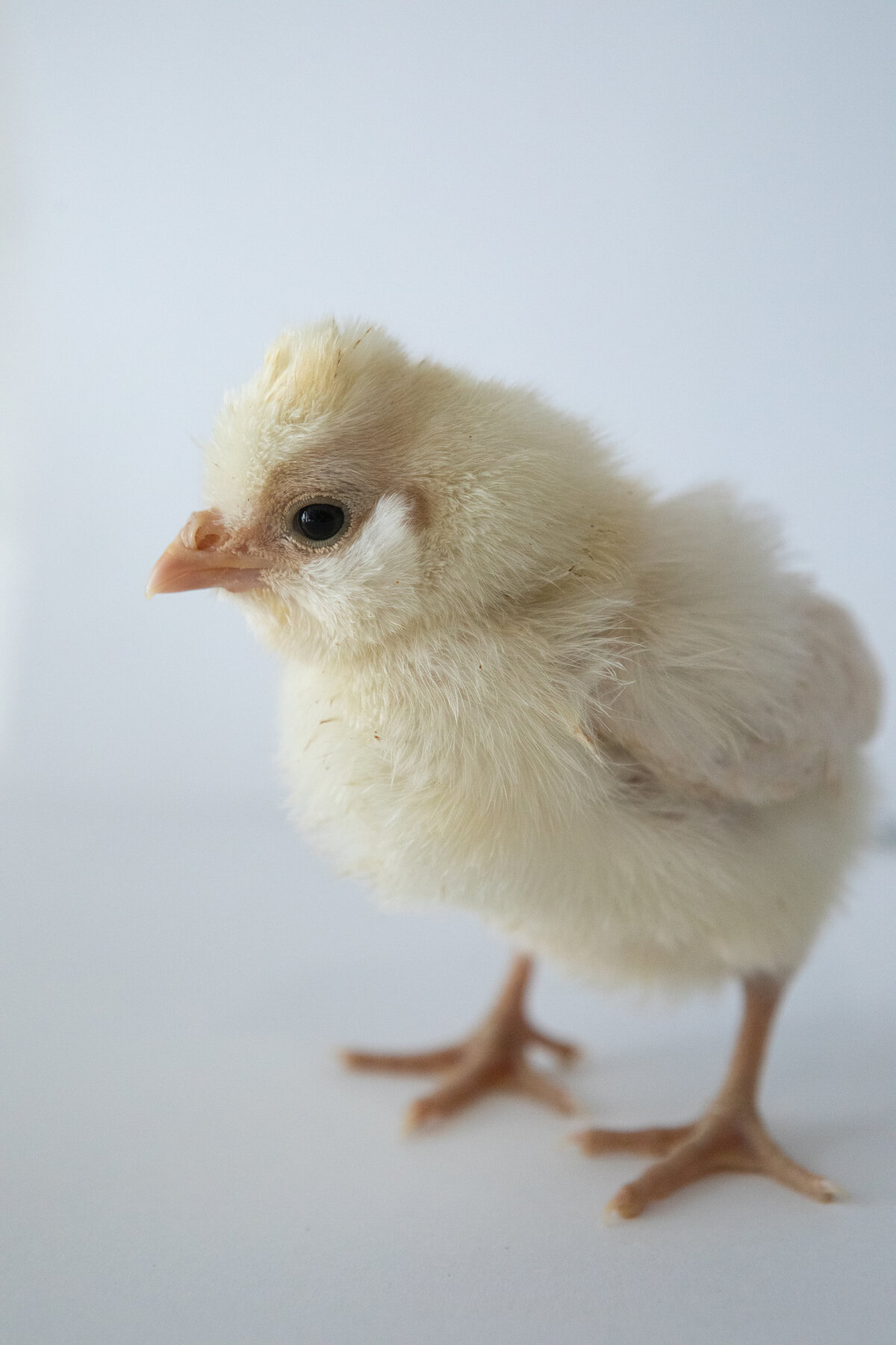 Rockland-County-Baby-Chicks-1