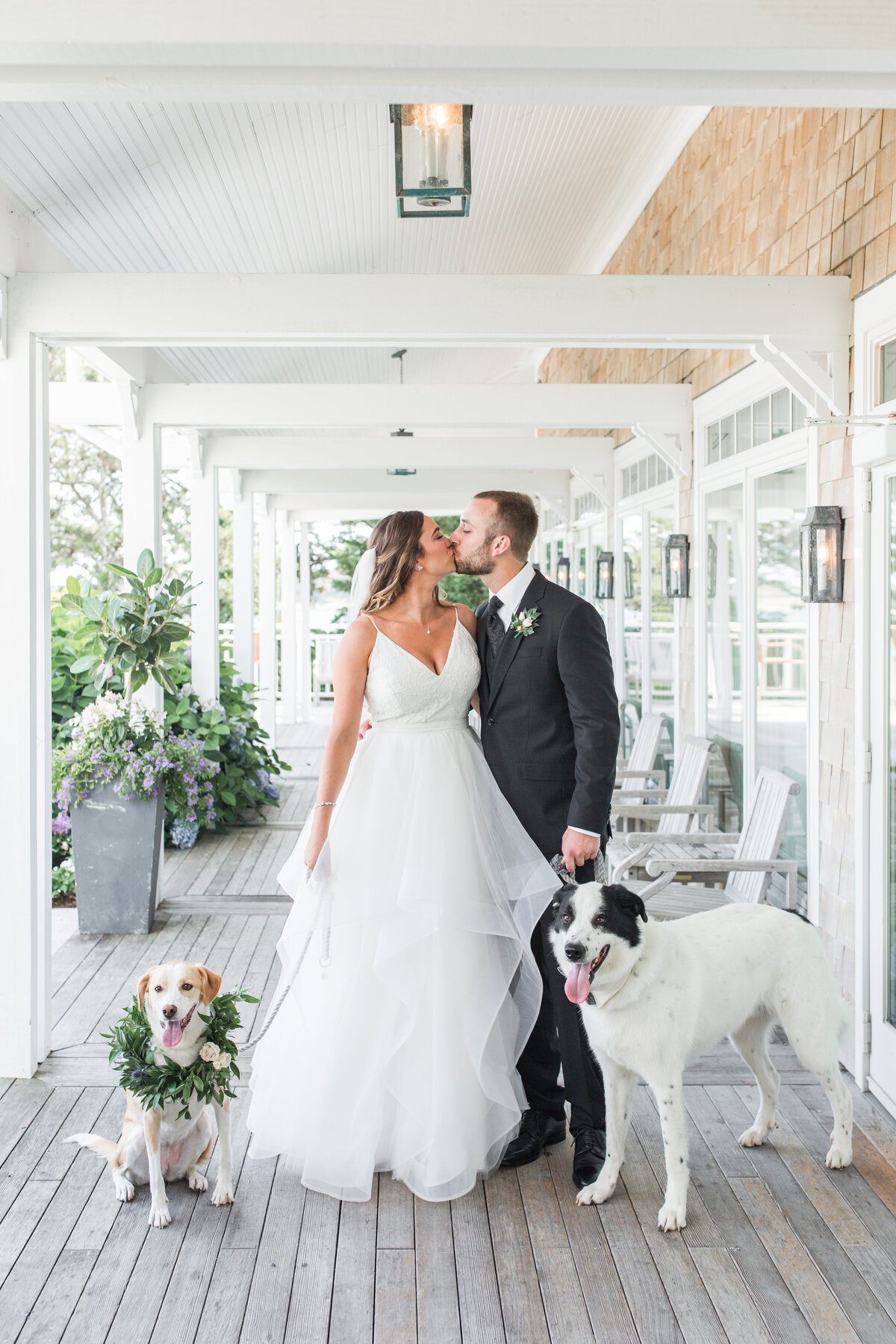Bride and Groom kissing with their dogs