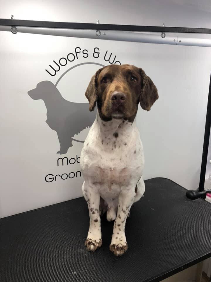Selby, Pontefract and Goole Dog Grooming (4)