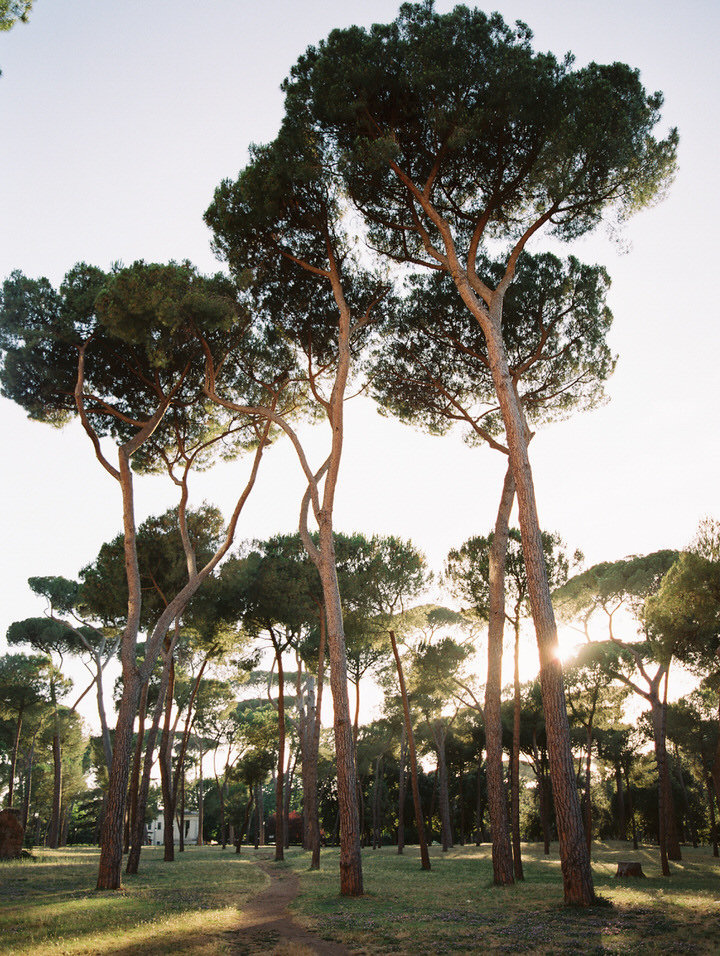 stone pine in a park in rome