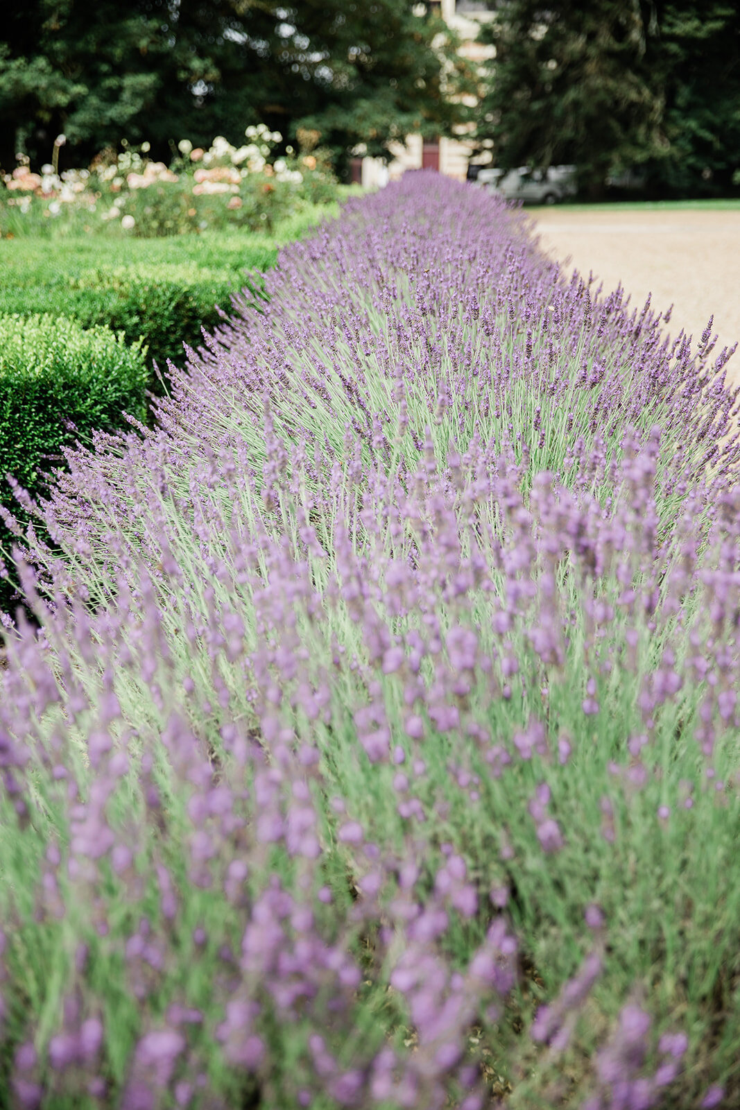 french-countryside-elopement-lavendar