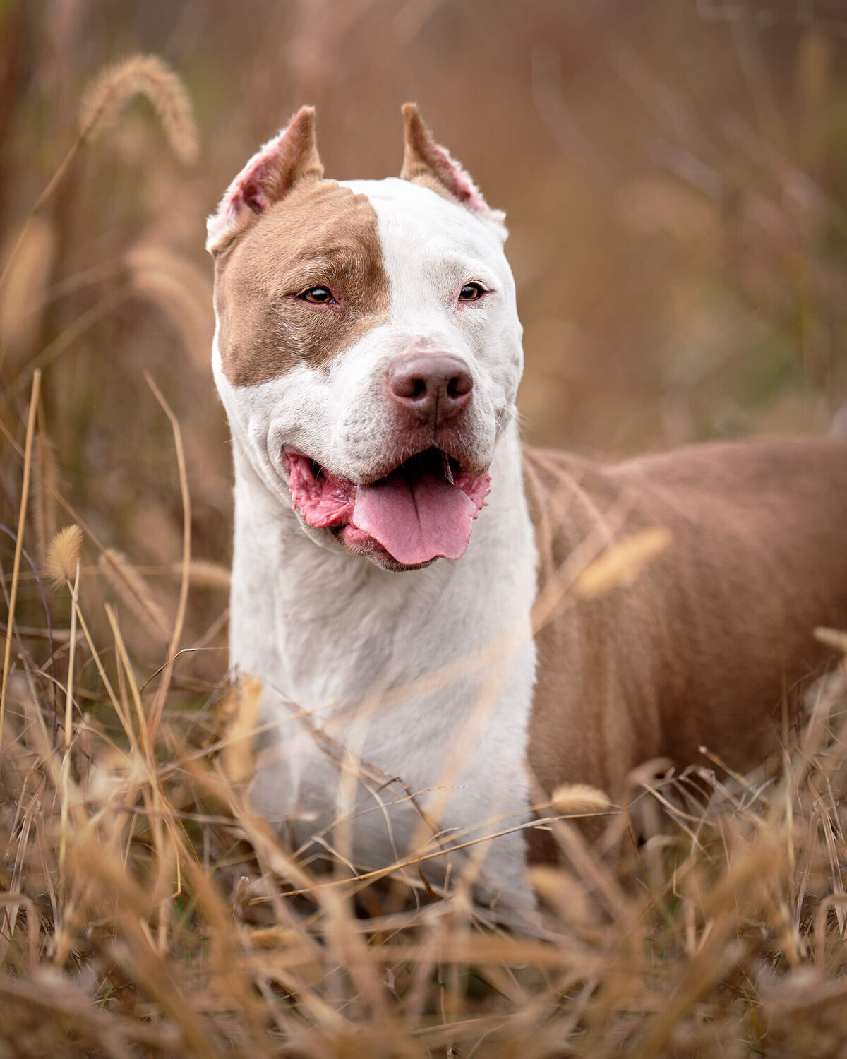 American Pit Bull Dog  standing in tall grass