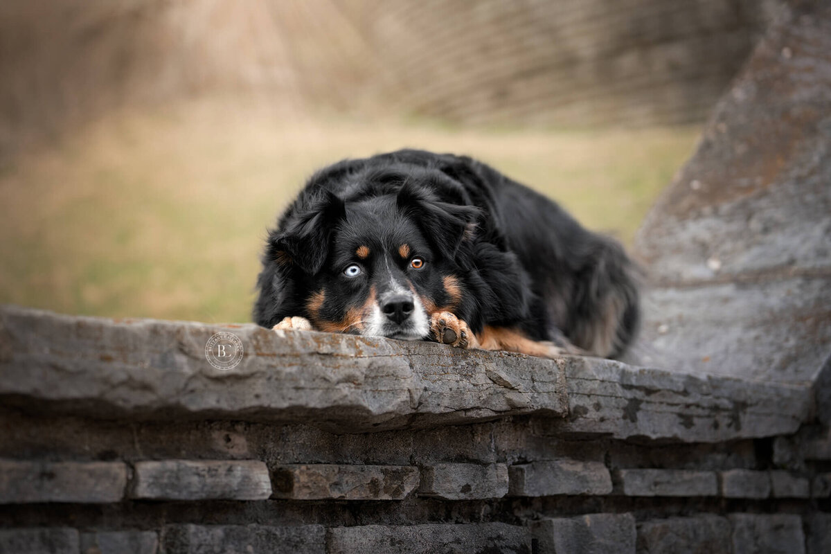 Australian Shepherd dog laying down with her chin down on a stone wall
