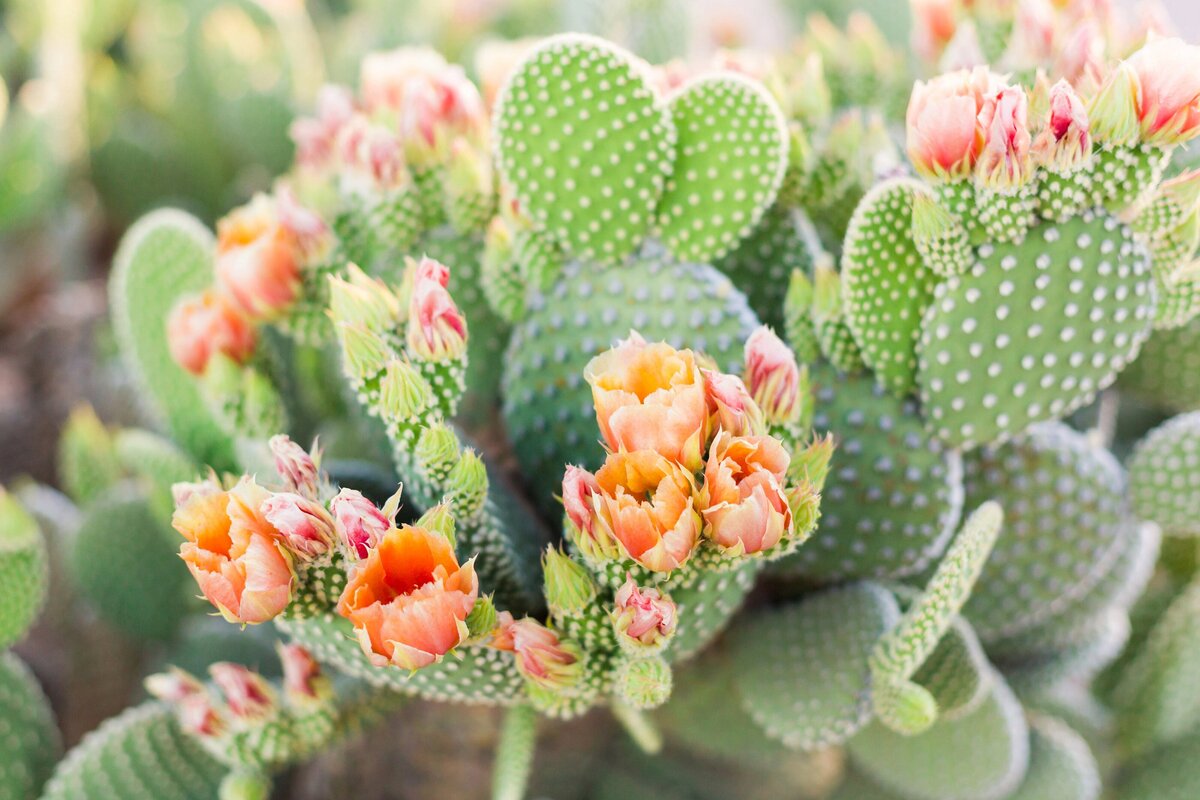 Cactus Photos - For Joanna-0027