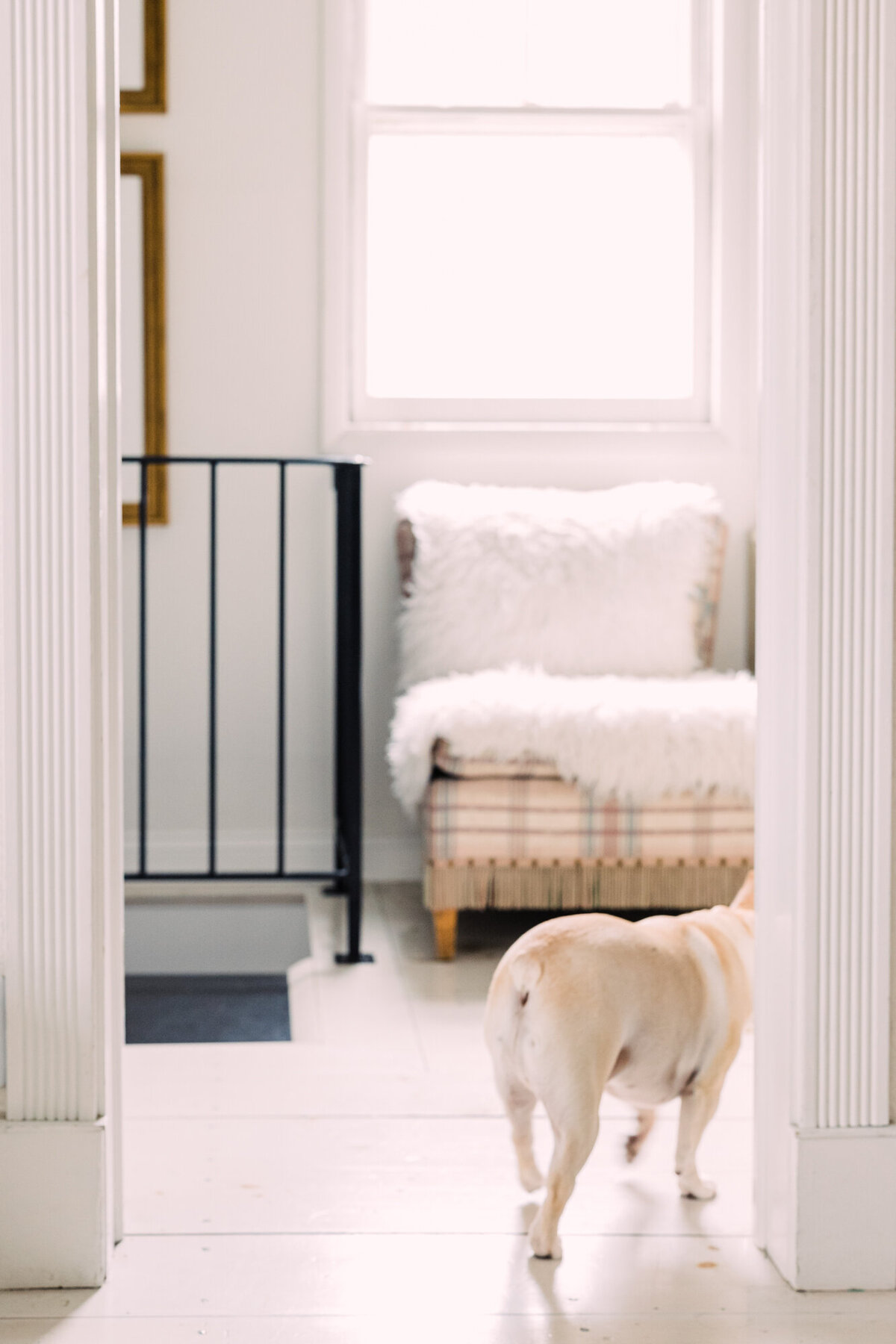 A French Bulldog walks away during an interior design photoshoot in Chicago