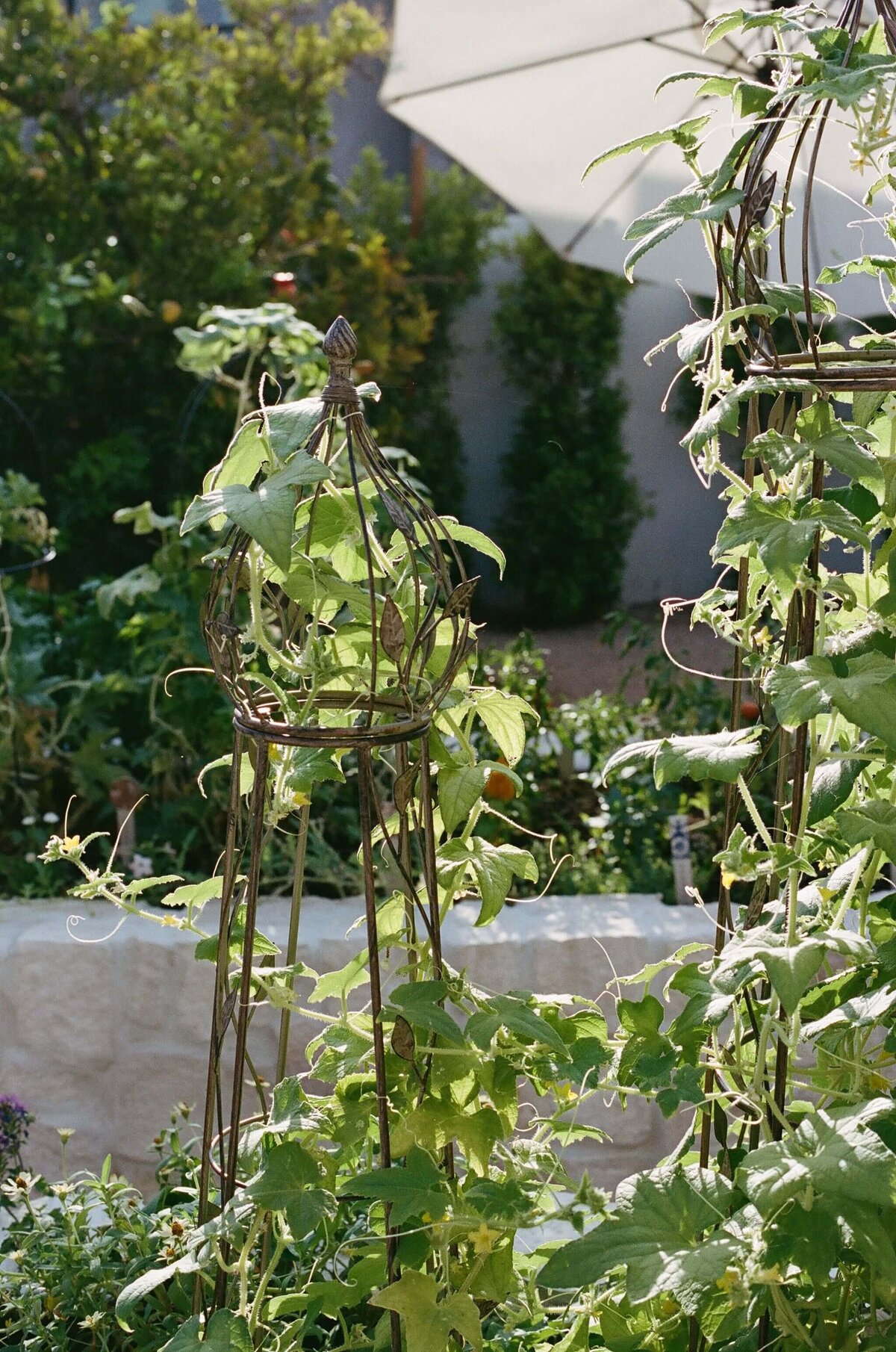 French-Potager-Garden-Obelisk-Trellis-Hacienda