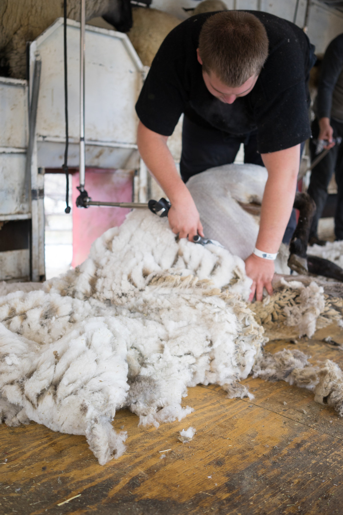 Sheep Shearing in Hettinger, North Dakota