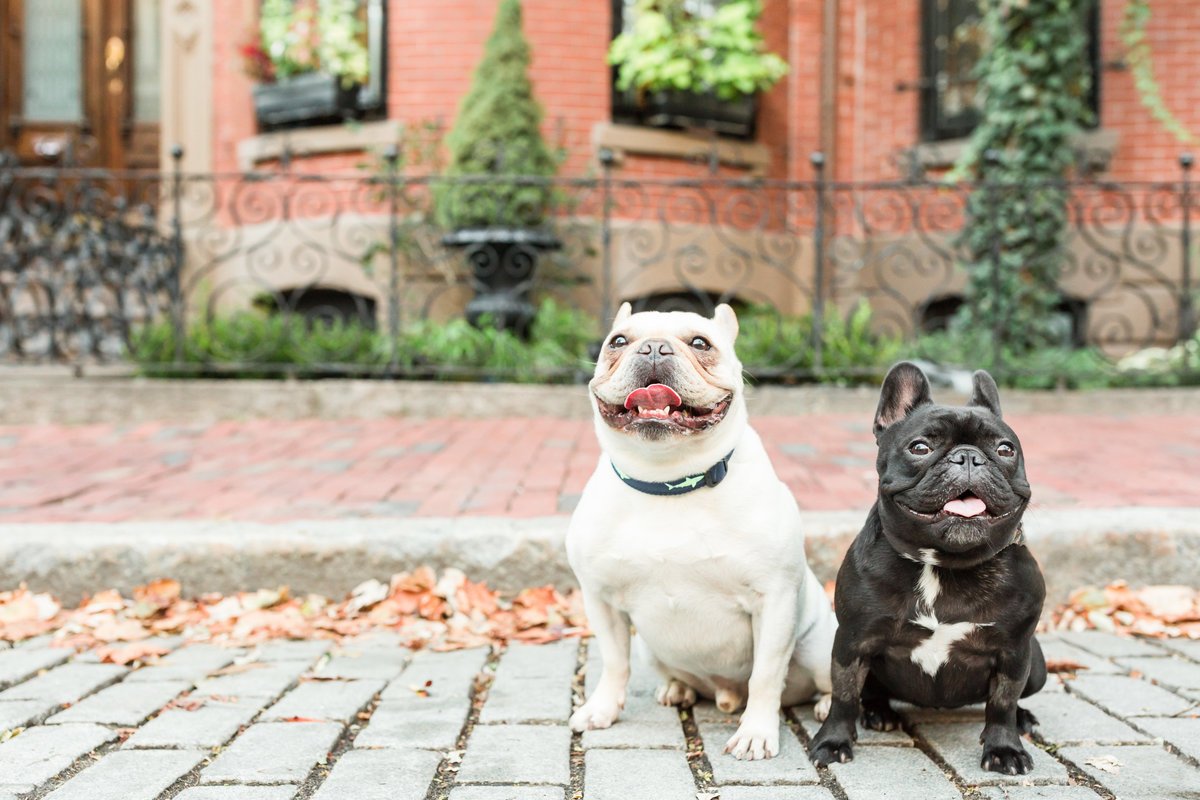 Two French Bulldogs in the South End