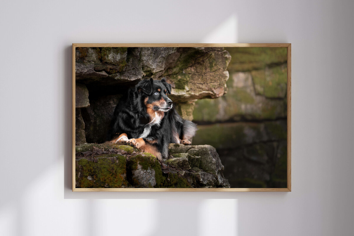 Australian Shepherd dog nestled in a cut out of rocks looking off to the side with one blue eye and one brown eye. 