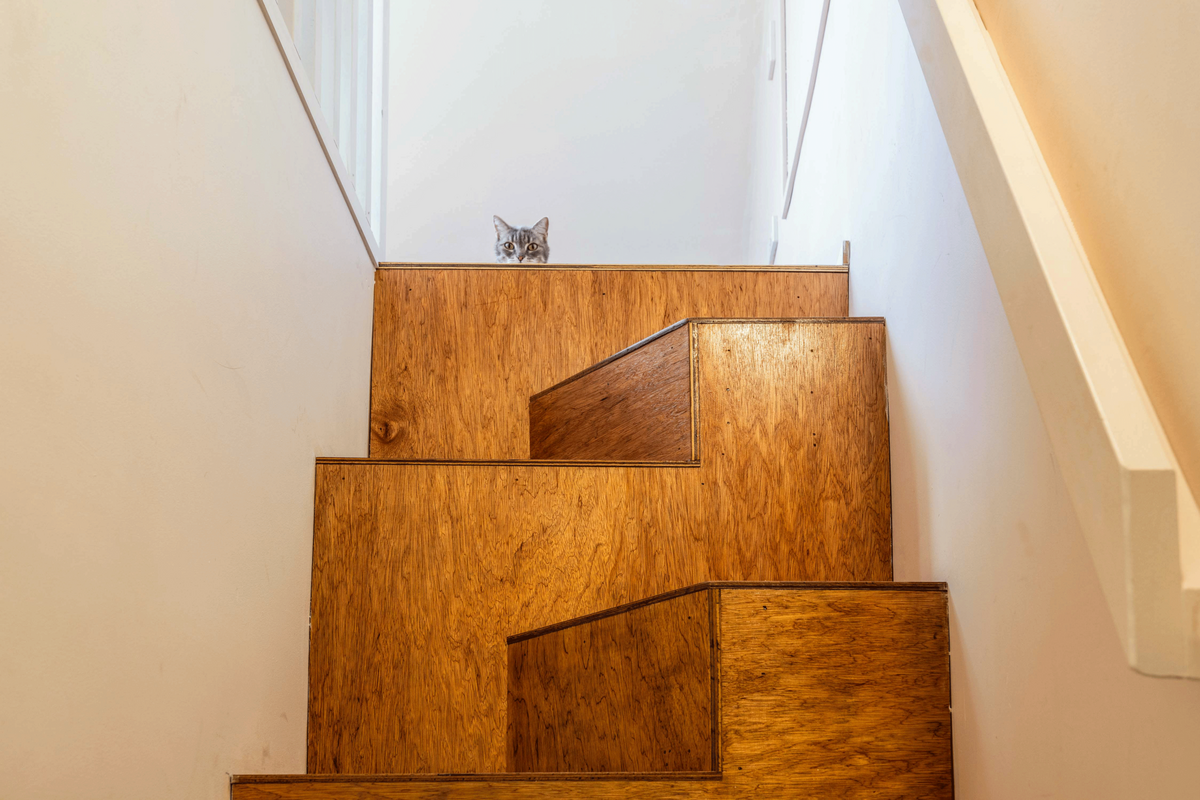 Petersham-Albany-Project-Stairs2