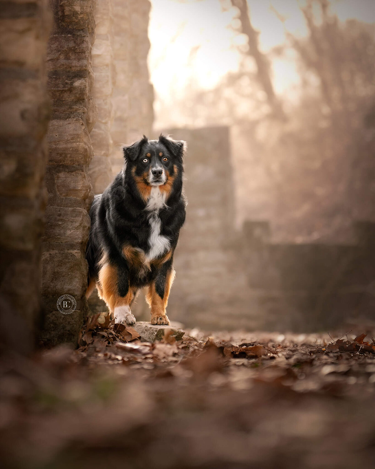 Australian Shepherd dog  standing on a rock while peeking around a stone column. 