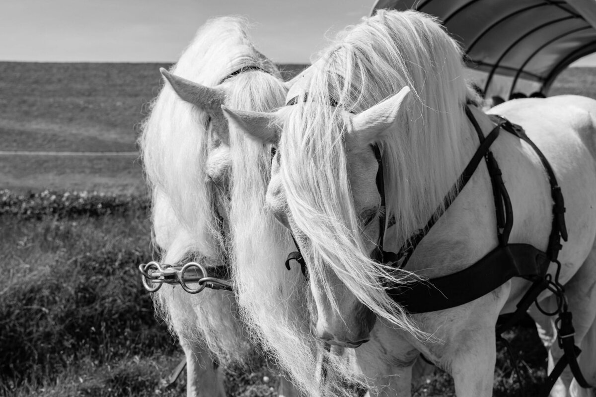 Trouwkoets witte paarden