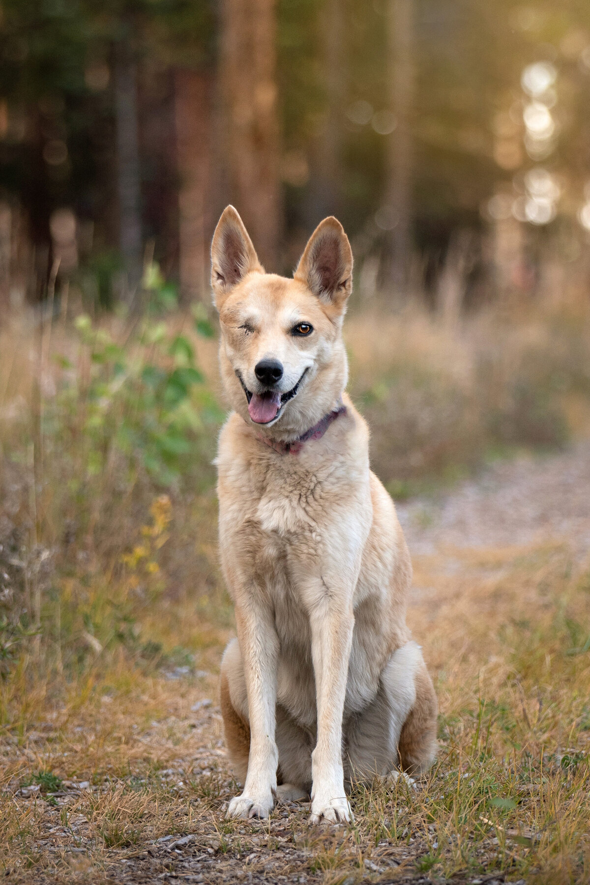 Shephered-Rescue-Dog-in-Breckendridge-Woods