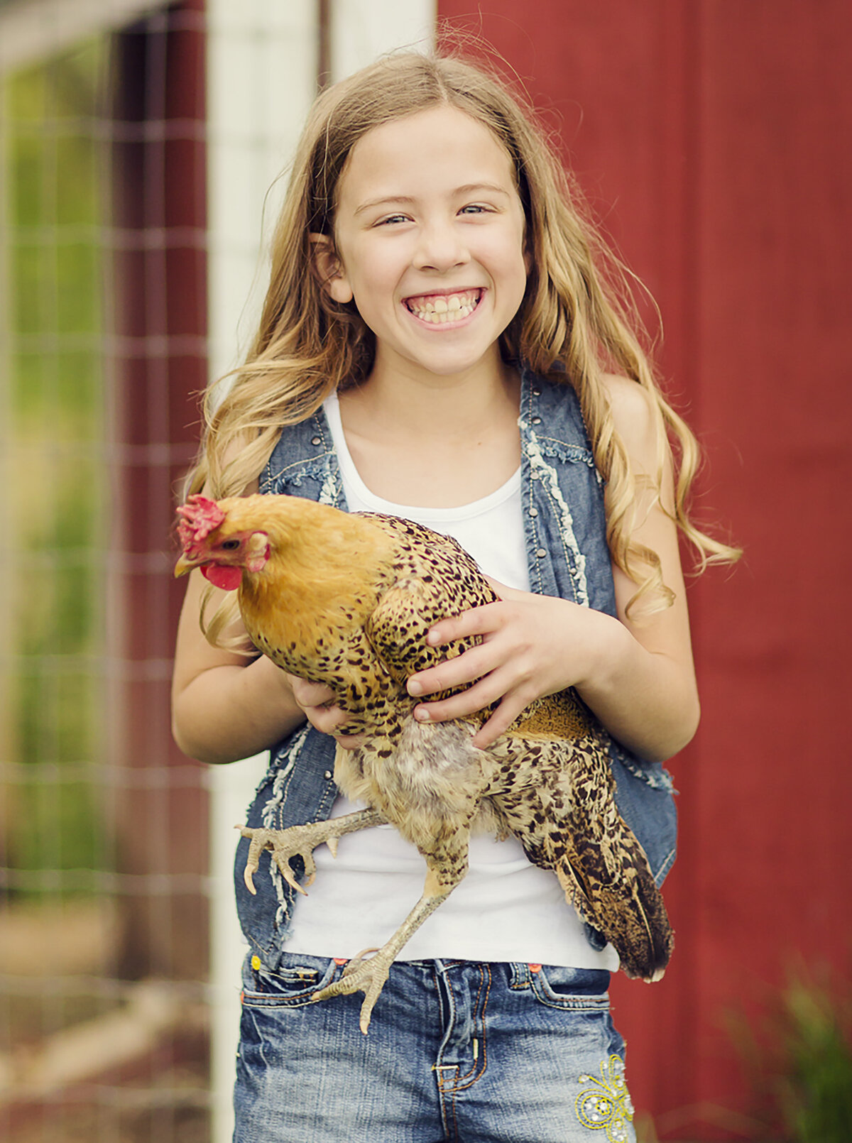 Tween girl at home on their farm holding a chicken with a red barn behind her.