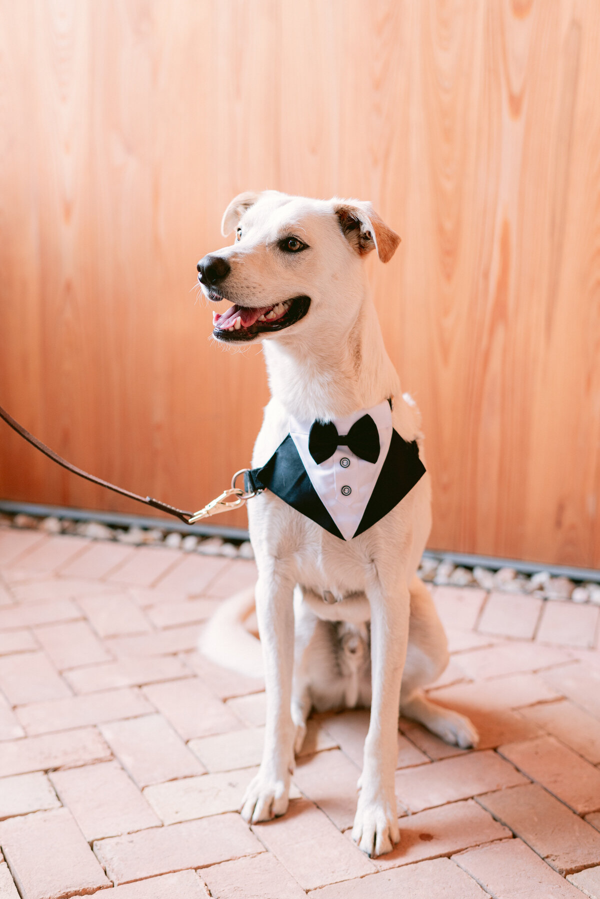 Dog dressed in tux for wedding at the Grand Lady Austin