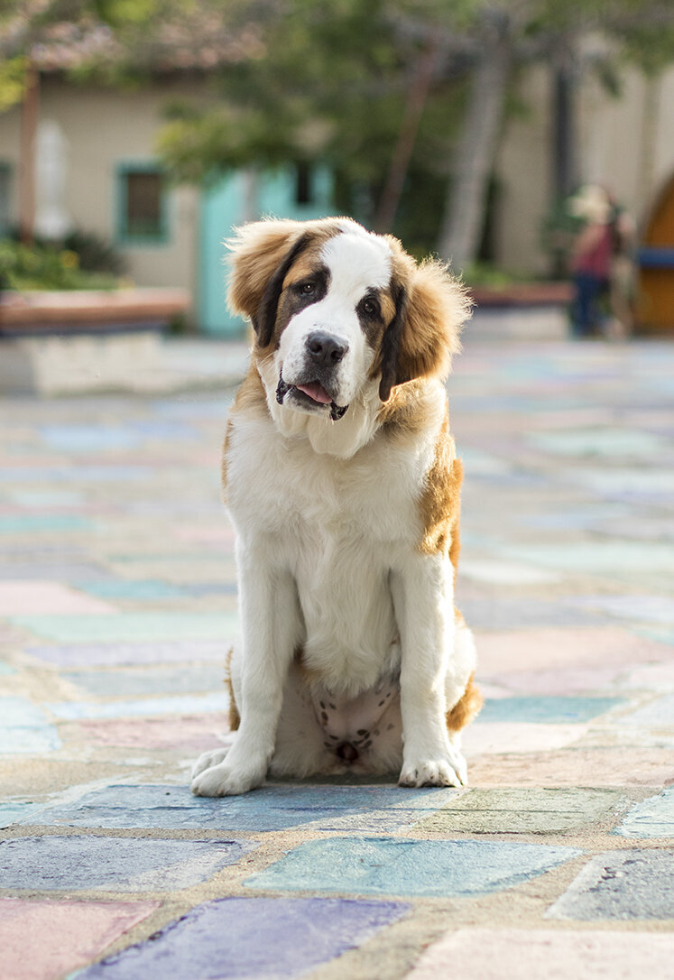 puppy-plan-example-dog-posing