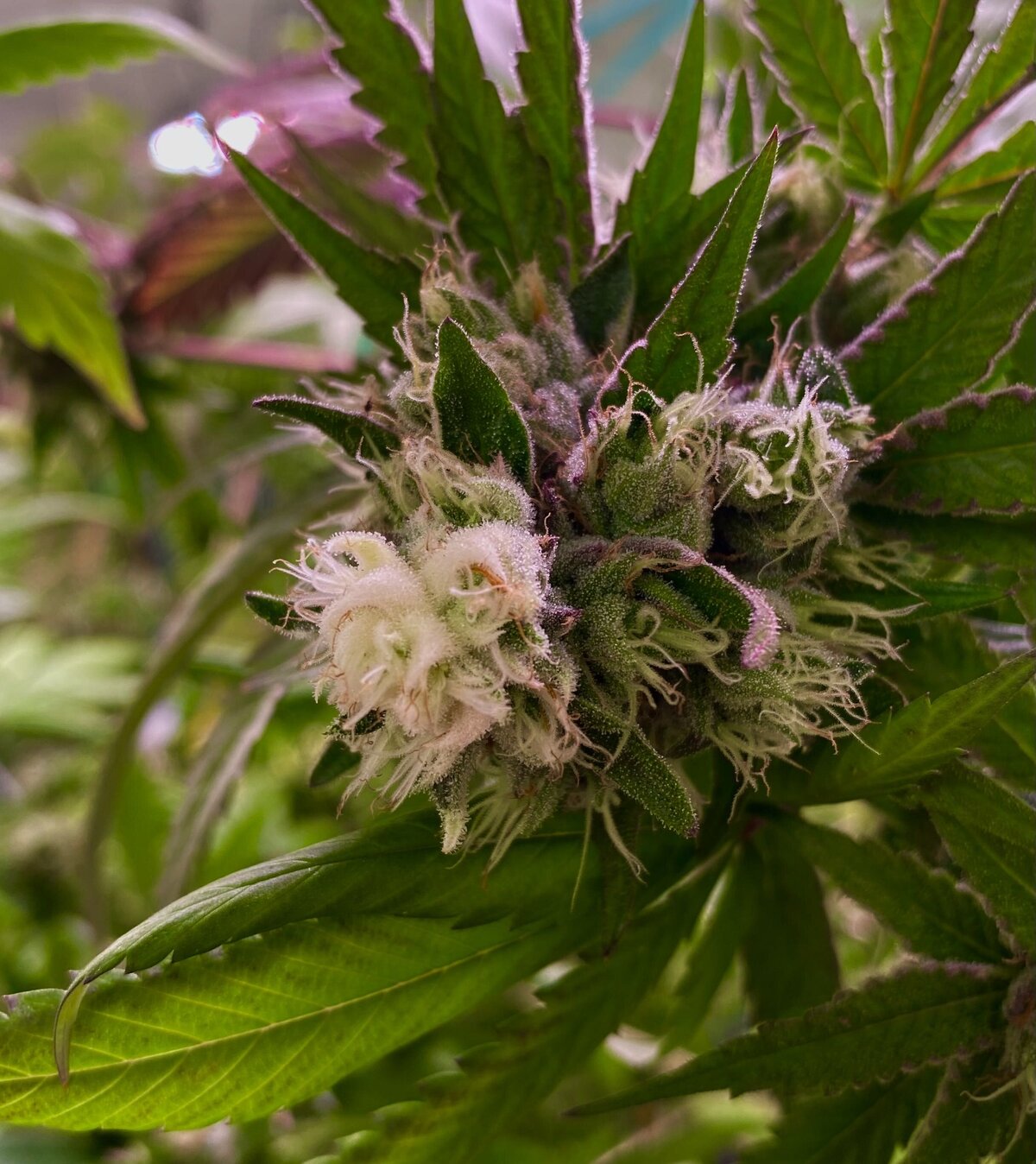 Strawberry Diesel Weed Plant