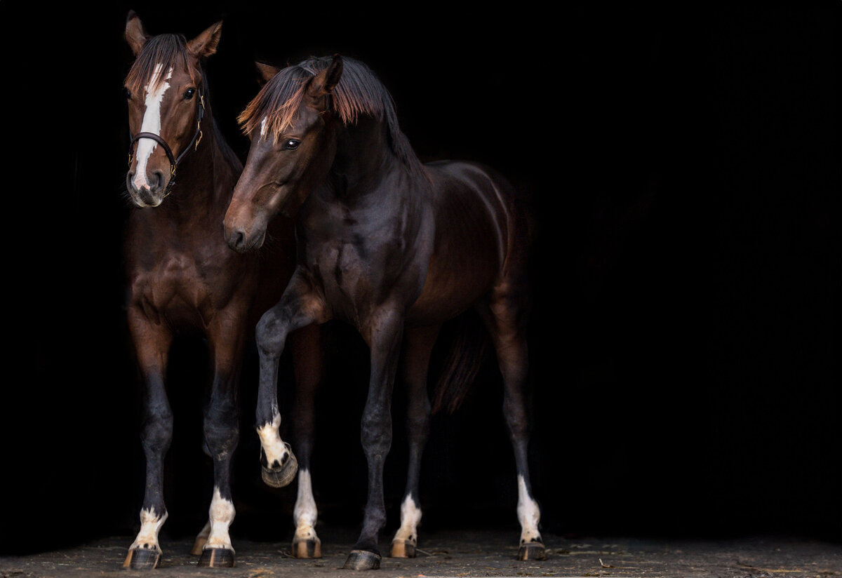 21-Clair's Horses | Oden & Janelle Photographers LLC 2023 | JJH_8037