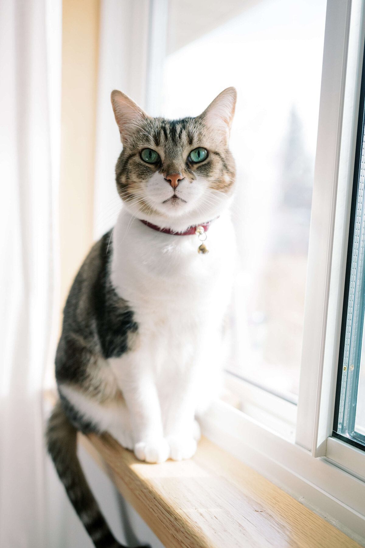 Cute tabby cat sits on the window in the sun and watches as her family takes pictures