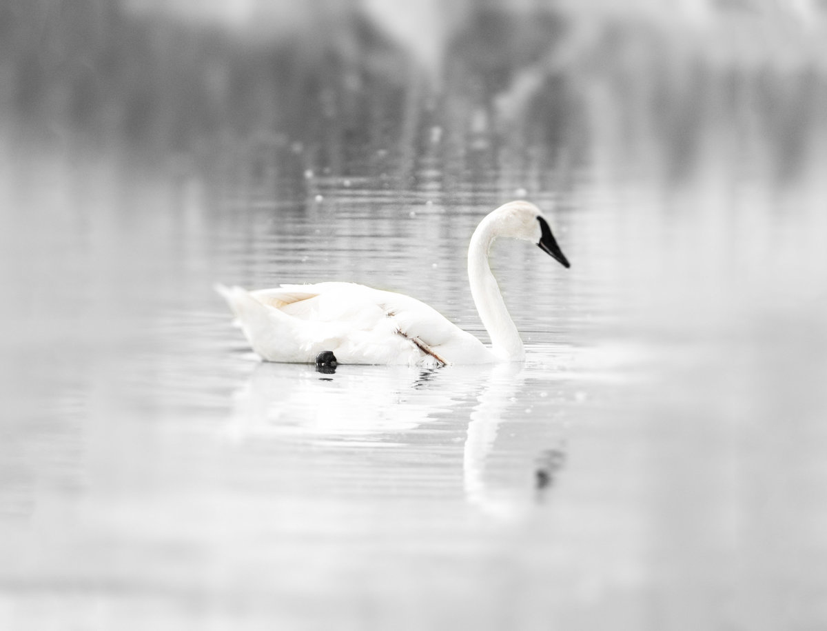 Swan 91
