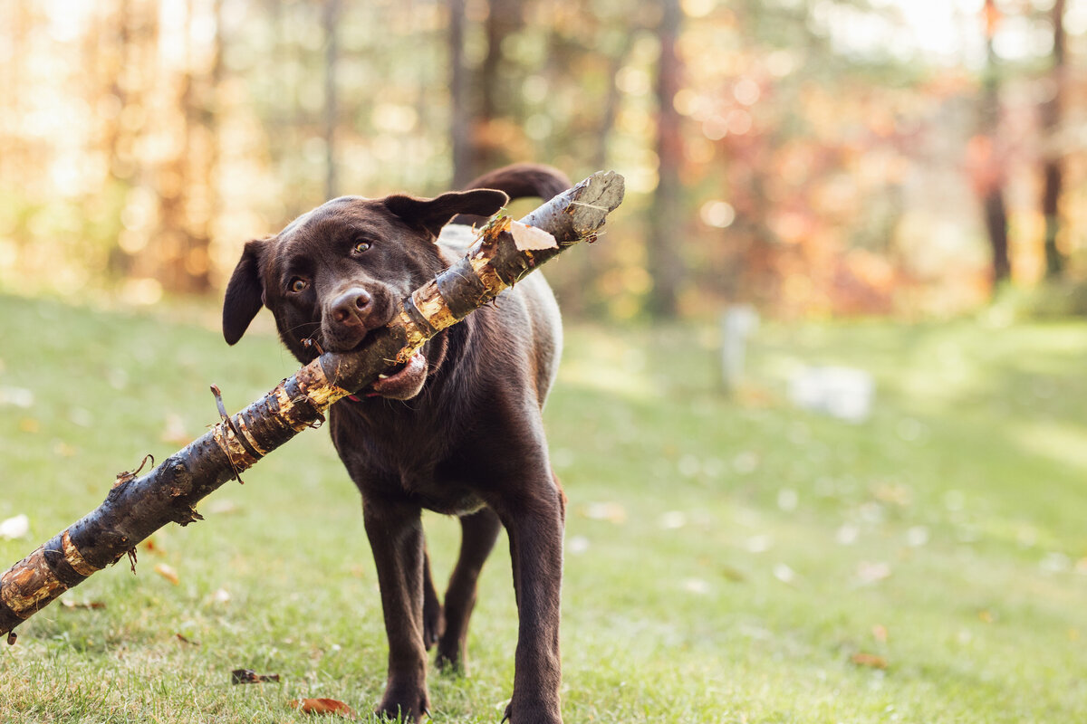 Young chocolate lab bringing a big stick Vermont Dog Photographer