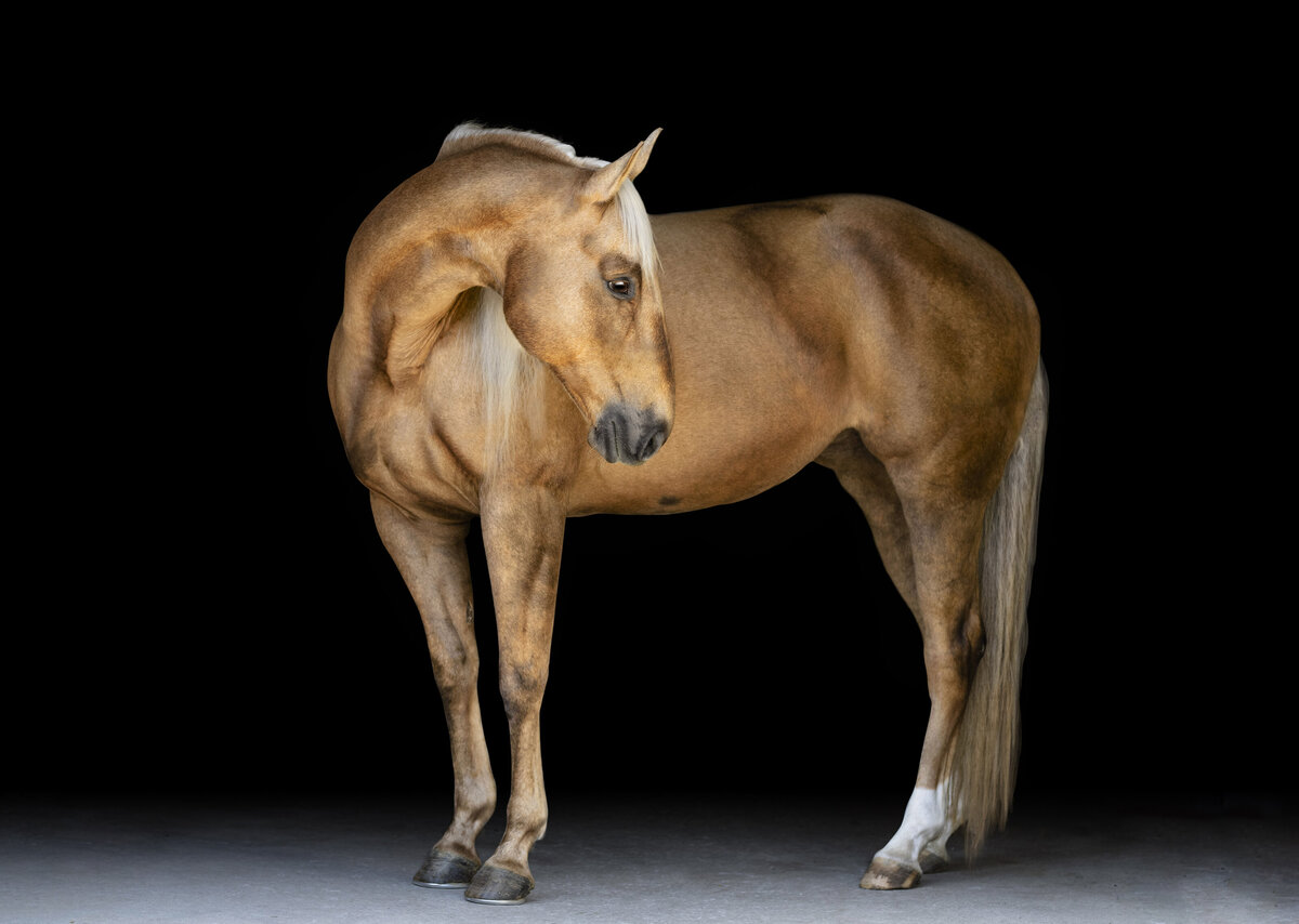 Sooty palomino barrel racing mare on a fine art black background photographed in Ocala, FL.
