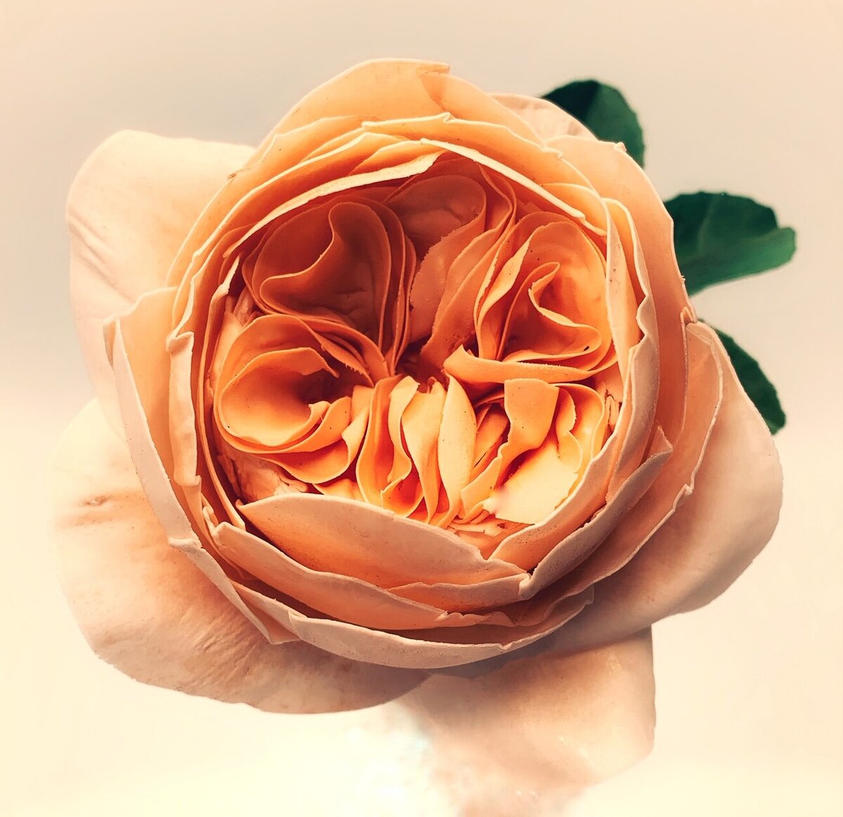 peach Juliet rose