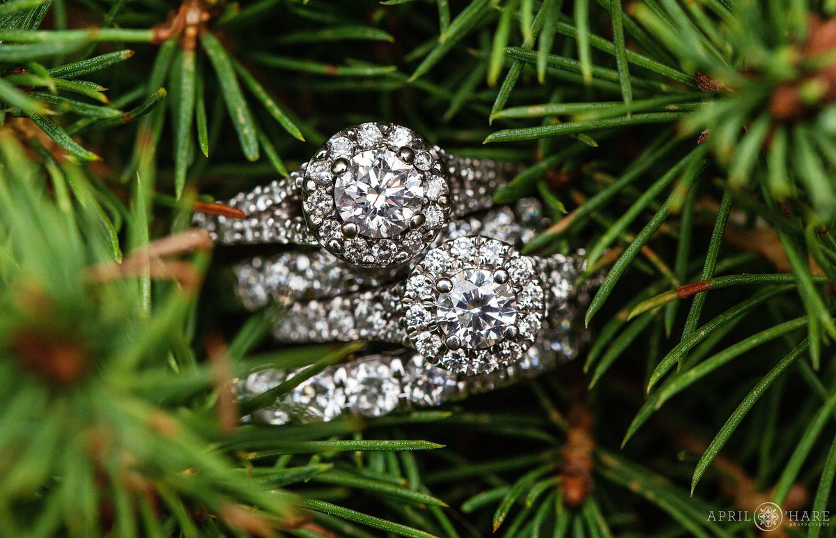 Two Diamond Halo Engagement Rings nestled in Pine Needles in Golden Colorado Same Sex Wedding Photographer at Lesbian Wedding