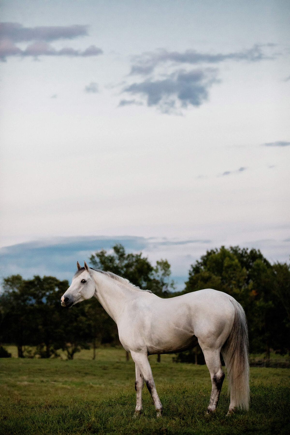 horse-photos-dutch-warmblood-saratoga springs-ny-5