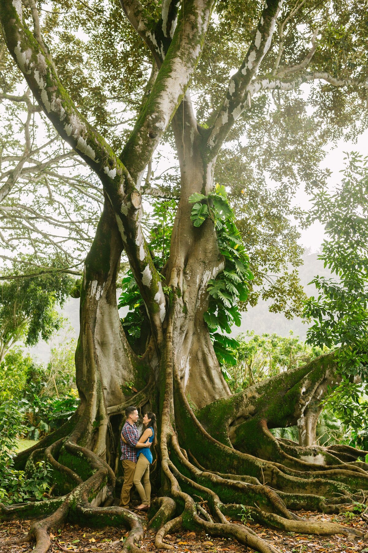 a couple hugs under a giant banyan tree in nuuanu oahu