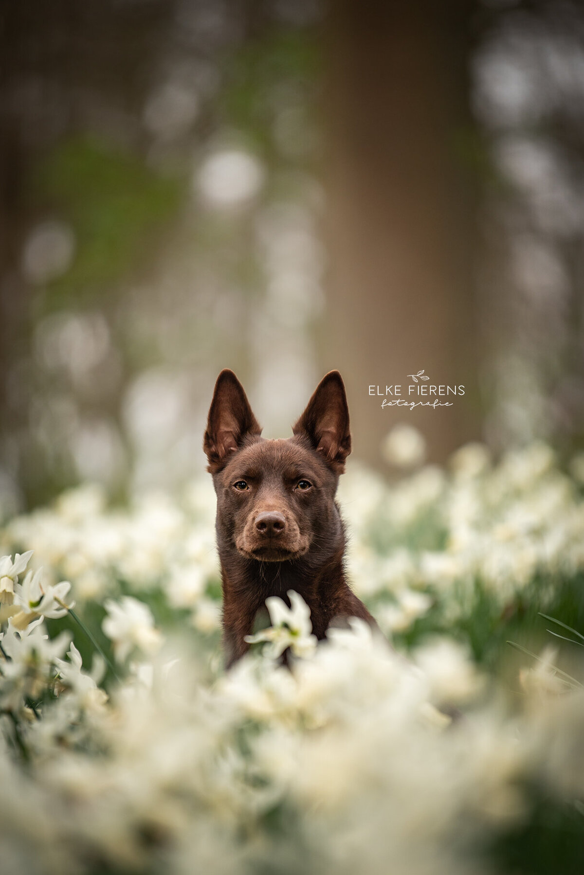 hondenfotograaf - australische kelpie