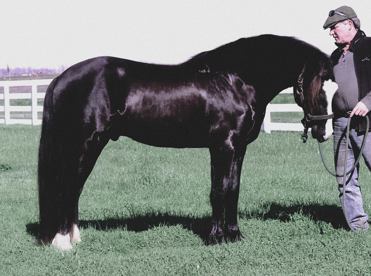 Connemara Pony Stallion R Blue Moon Standing