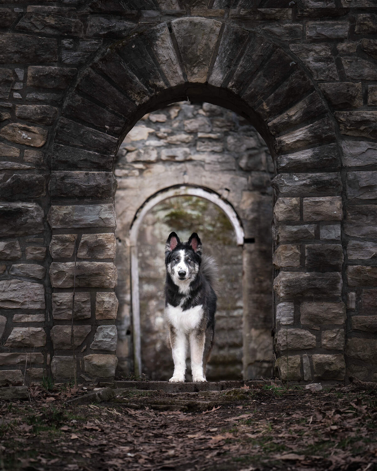 a large Husky Malamute mix dog standing within two stone archways looking straight at the camera. 