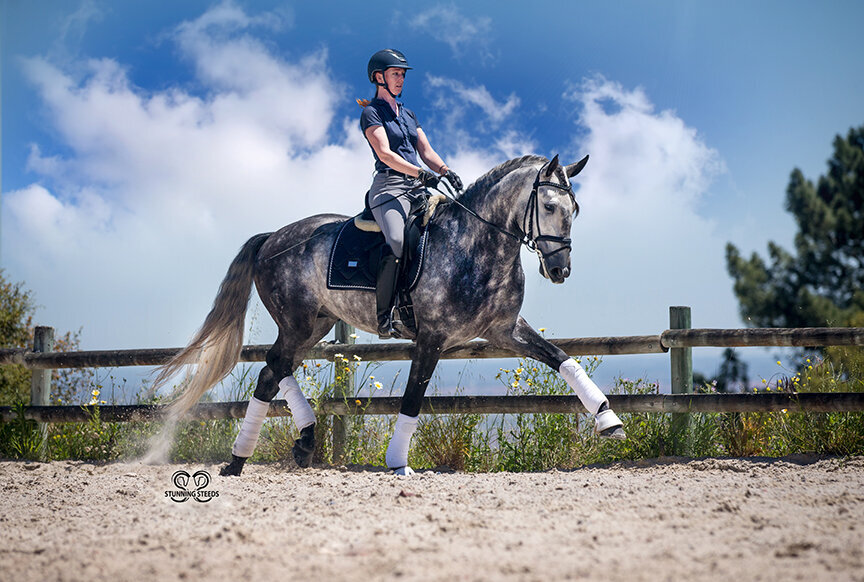 dapple grey dressage lusitano stallion trot