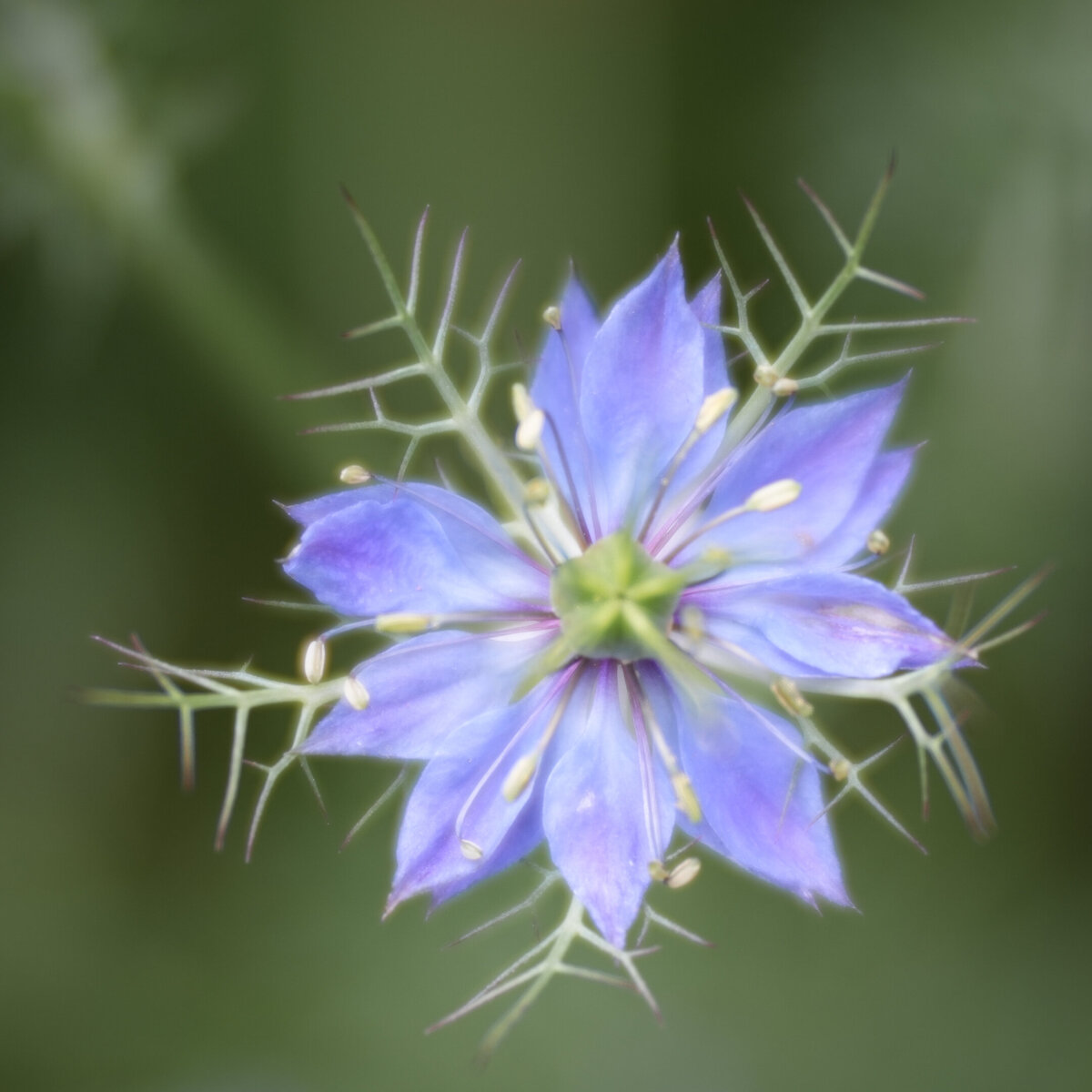 Macro photo of Nigella flower.