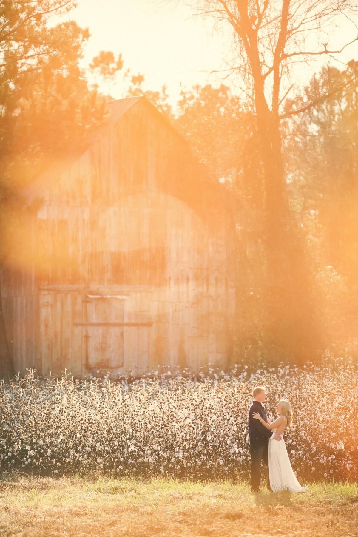 Couple embracing in front of an old barn, bathed in the golden light of sunset, with a field of cotton framing the scene