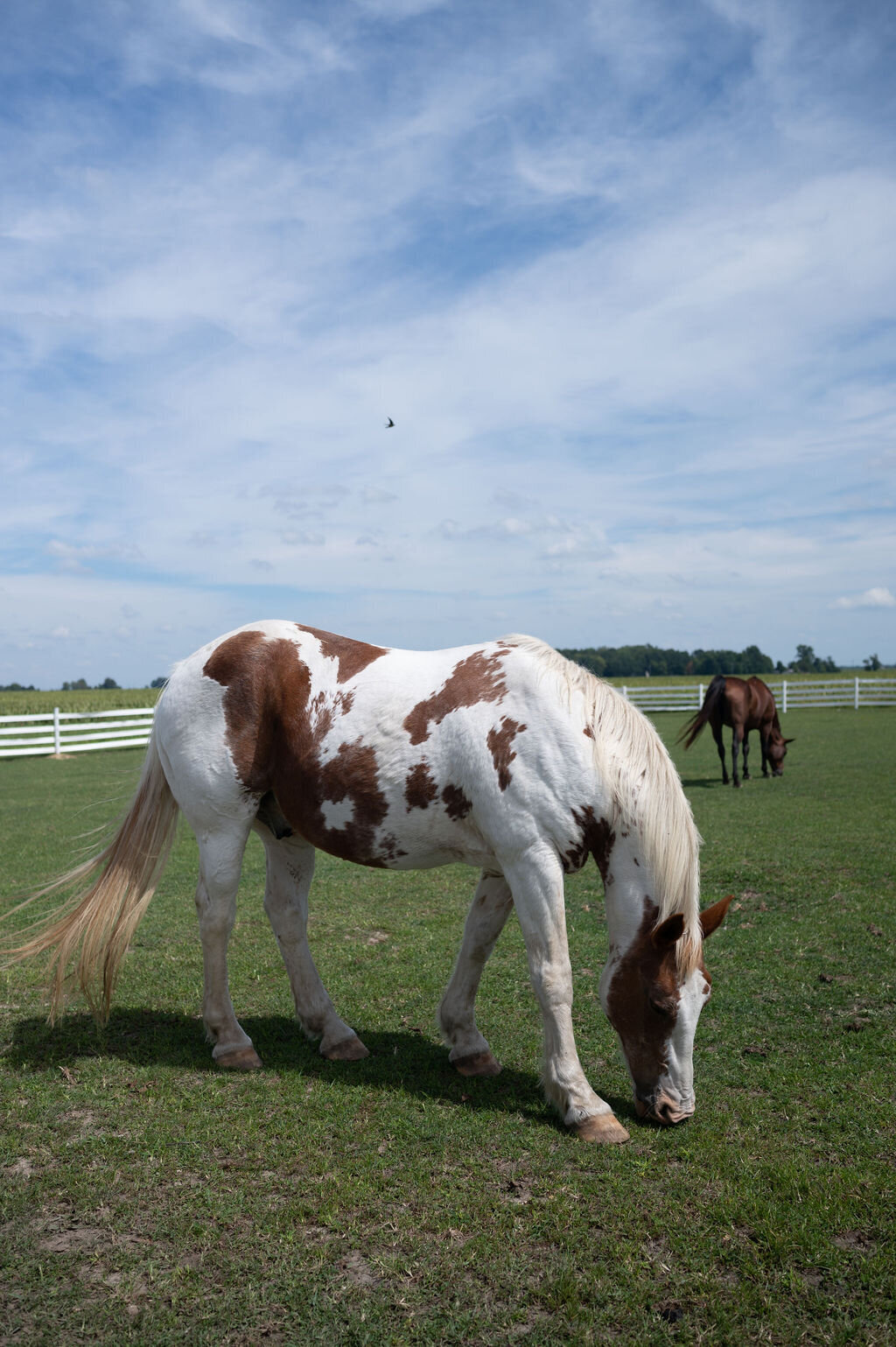 horses at white willow farms
