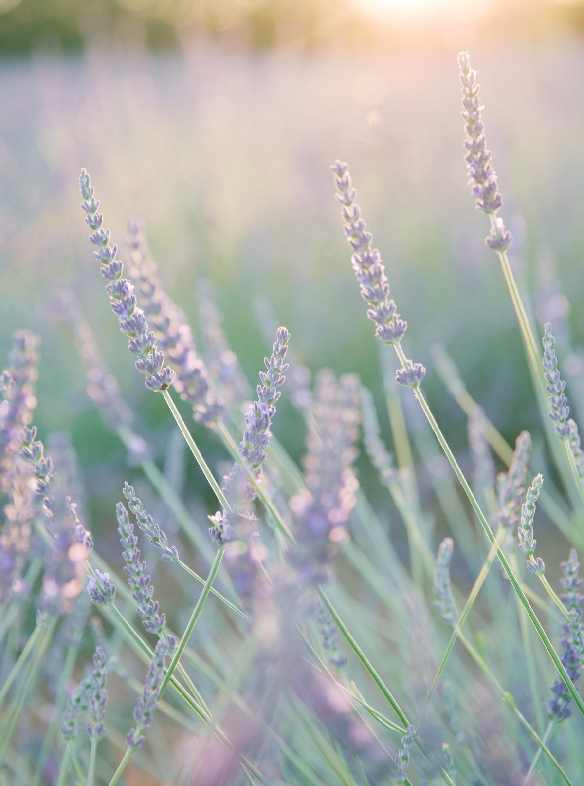 lavender fields wedding france 0017