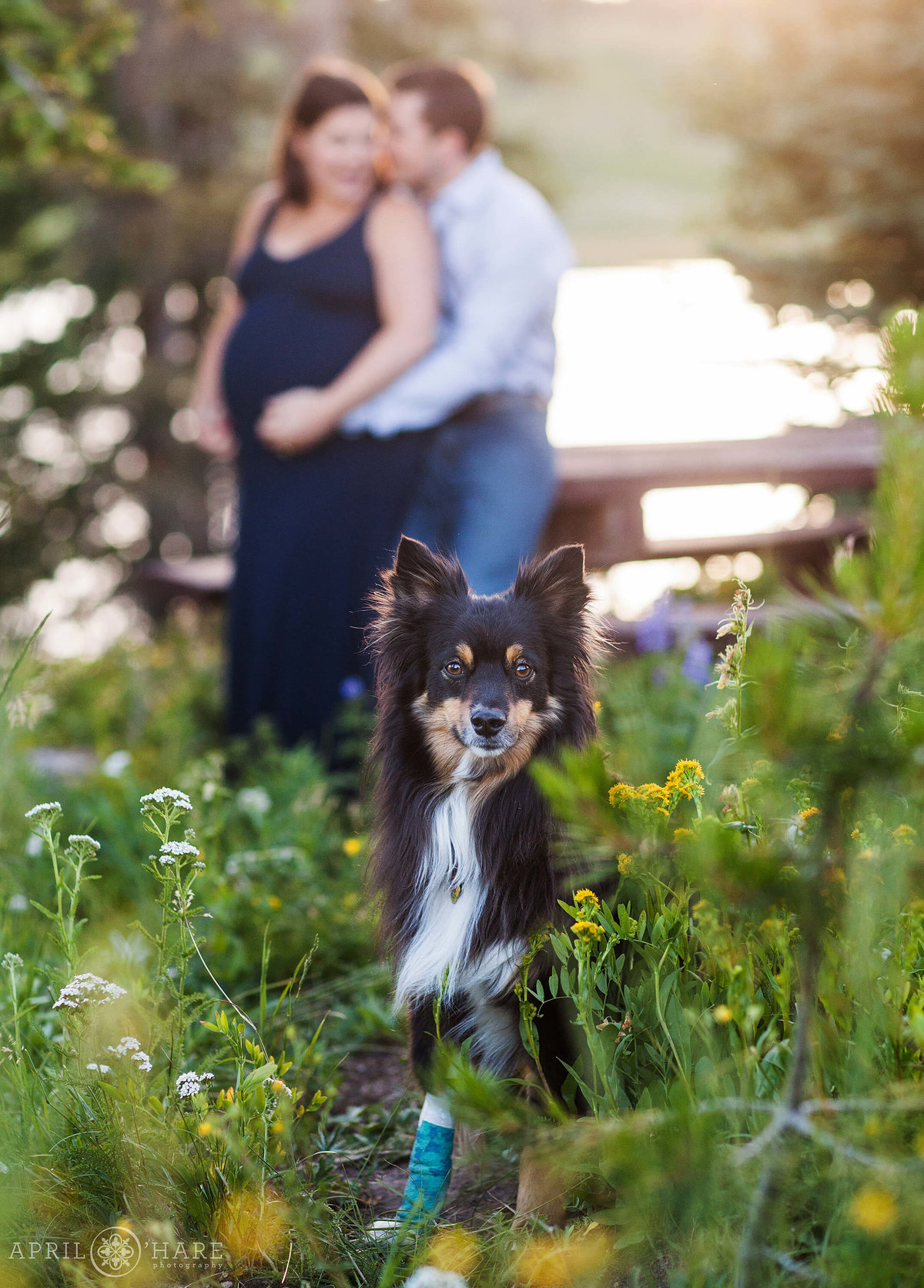 Doggie Photo at Colorado Maternity Photography Session in Steamboat Springs
