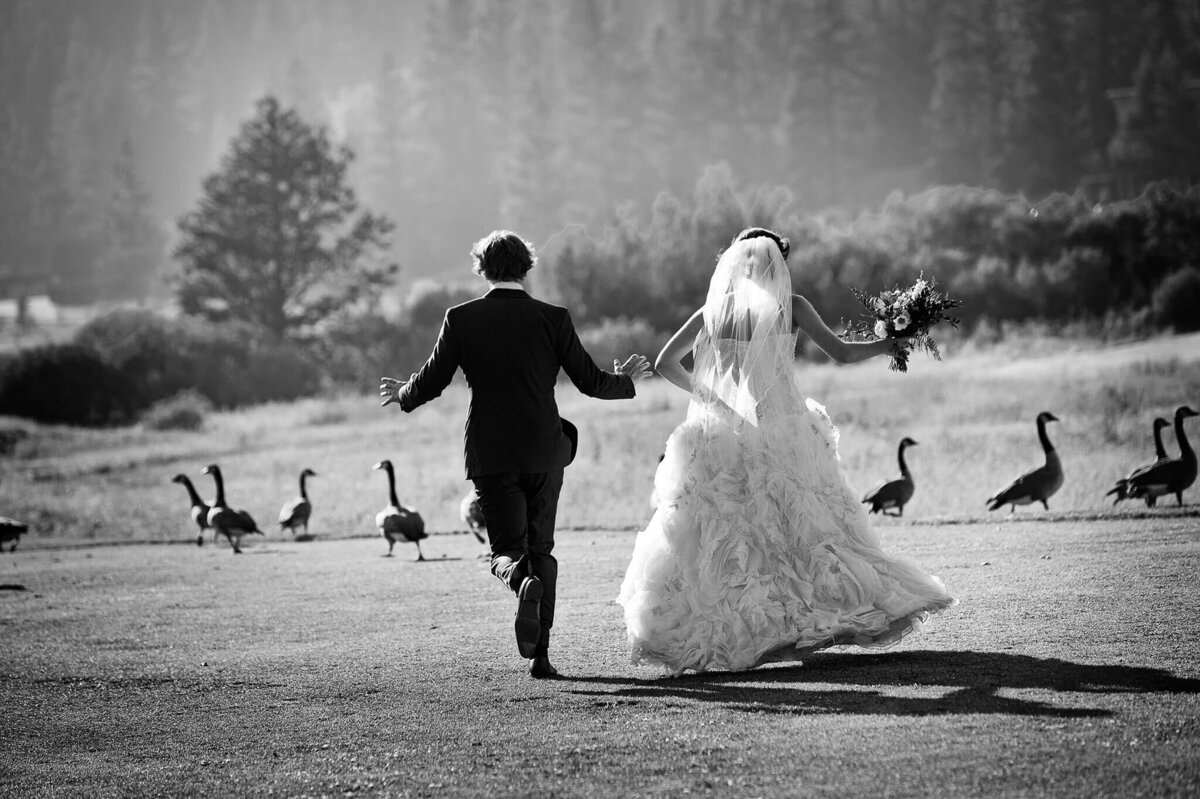 couple running towards geese on Everline resort golf course at Palisades Tahoe , bride holding bouquet vue from behind image in black and white film