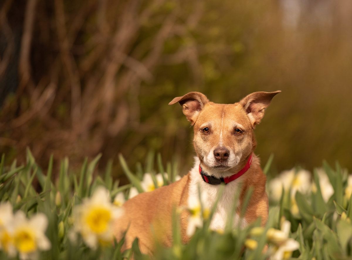 Tan and white staffordshire dog sitting in daffodils