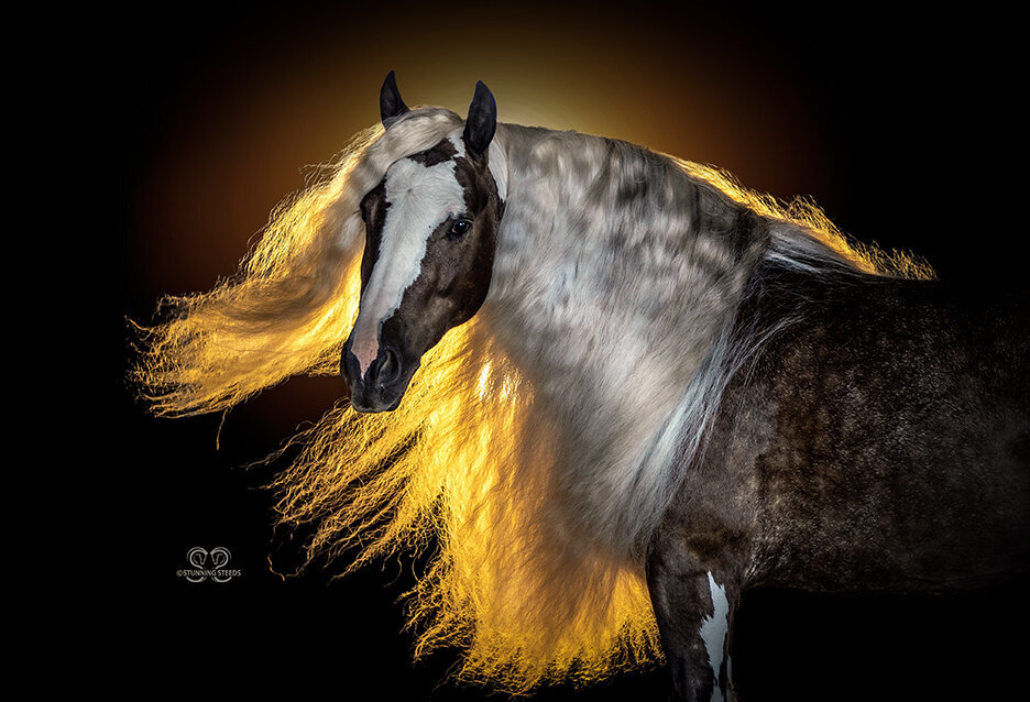 gypsy vanner horse photography