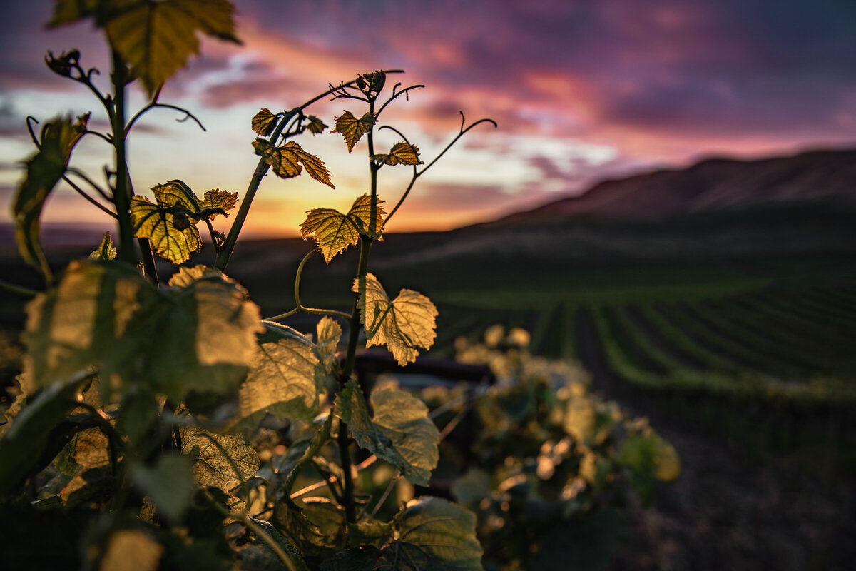 Photo of a vineyard at sunset with grape vines in the foreground.