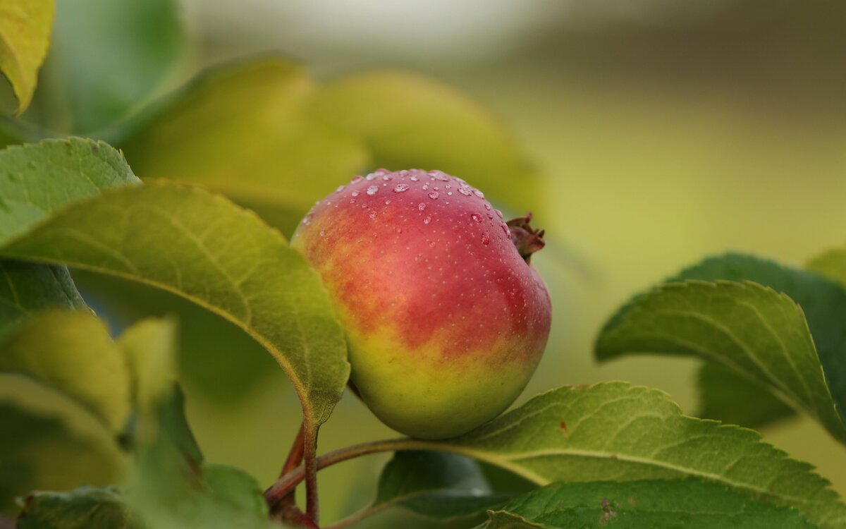 Red-apple-green-leaf-black-overlay