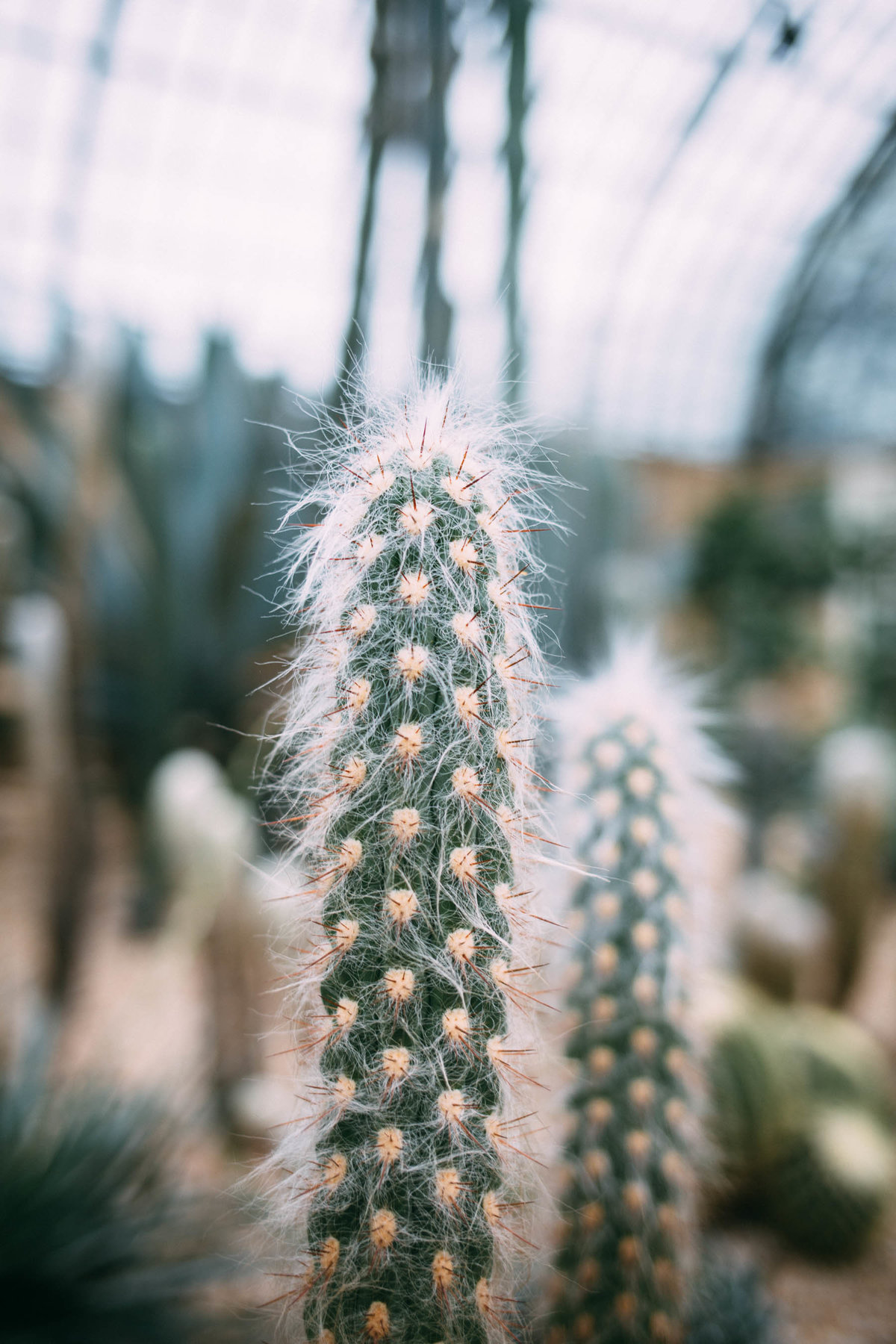 chicago-family-photographer-conservatory-2